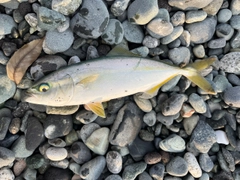 ワカシの釣果