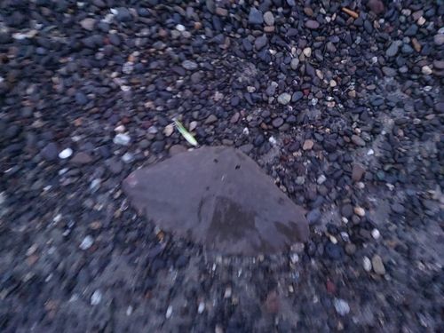 ツバクロエイの釣果