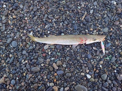 カマスの釣果