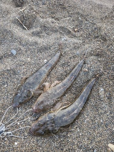 マゴチの釣果