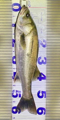 スズキの釣果
