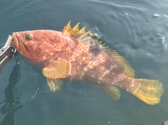 キジハタの釣果