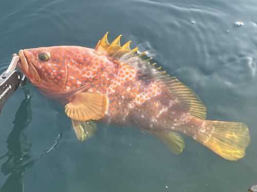 キジハタの釣果