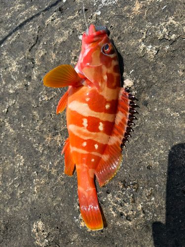 アカハタの釣果