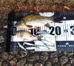 コイの釣果