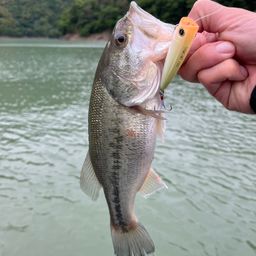 ブラックバス