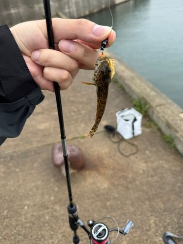 アナハゼの釣果