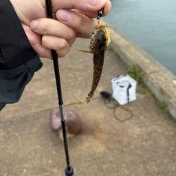 アナハゼ