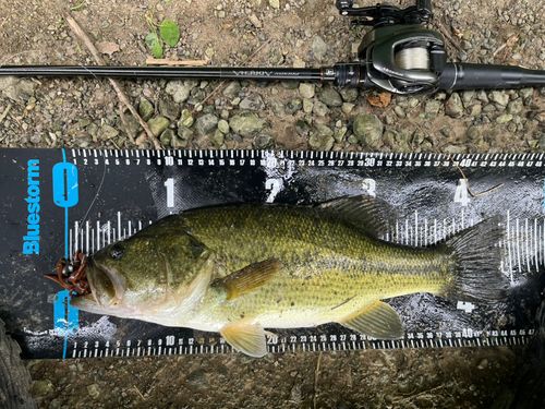 ラージマウスバスの釣果