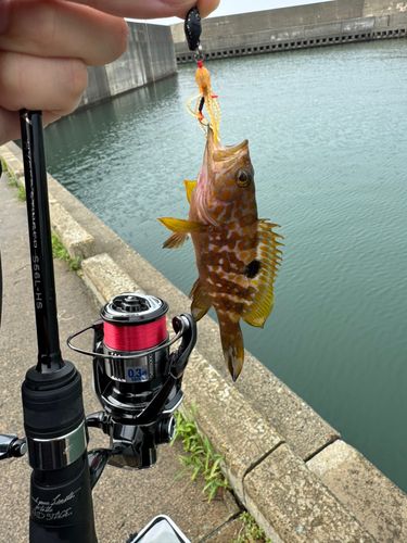 キジハタの釣果