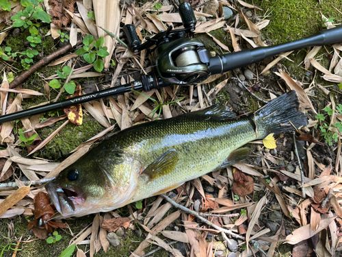 ラージマウスバスの釣果
