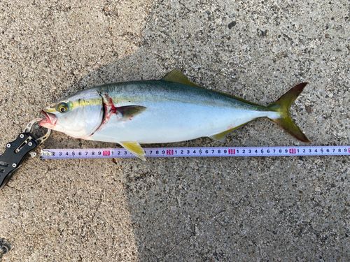フクラギの釣果