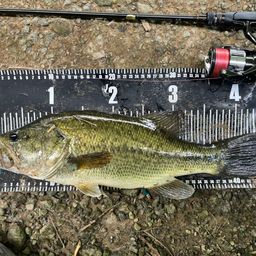 ラージマウスバス