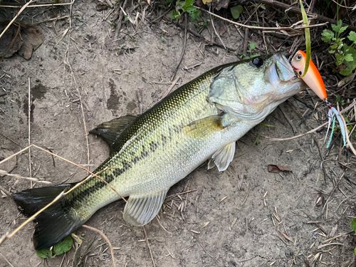 ラージマウスバスの釣果