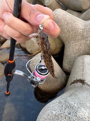 アナハゼの釣果