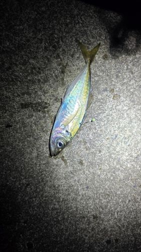 マアジの釣果