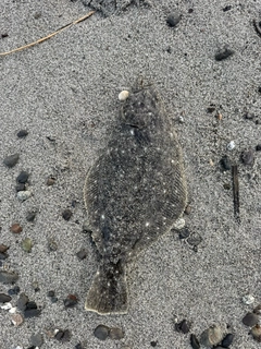 ソゲの釣果