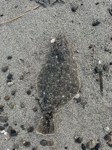 ソゲの釣果