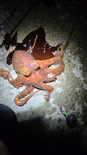 タコの釣果