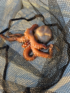 タコの釣果