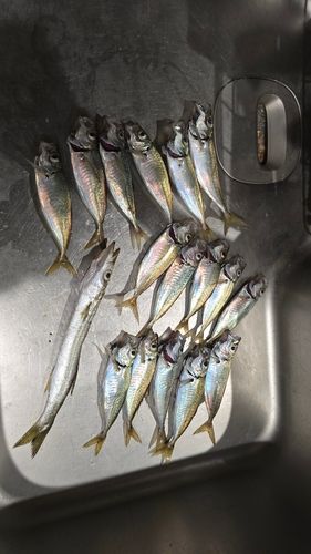マアジの釣果