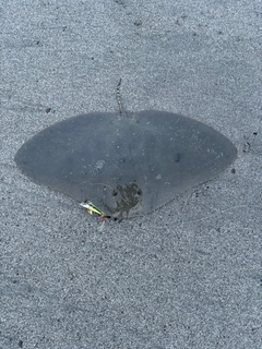 エイの釣果