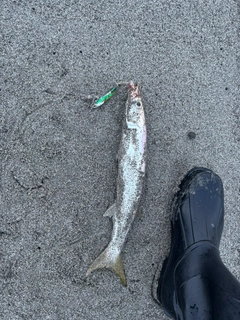 カマスの釣果
