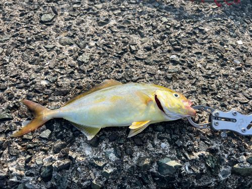 ネリゴの釣果