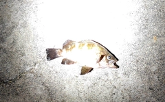 シロメバルの釣果