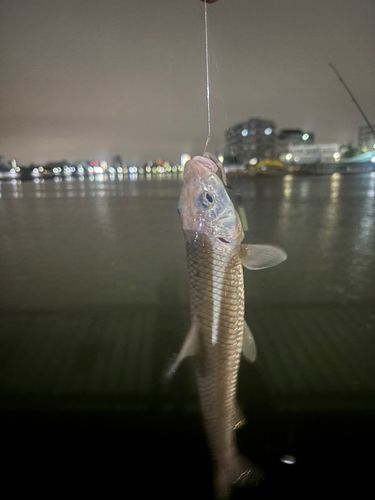 ニゴイの釣果
