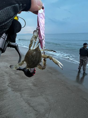 ワタリガニの釣果