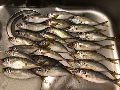 アジの釣果