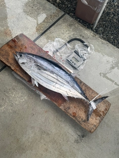 カツオの釣果