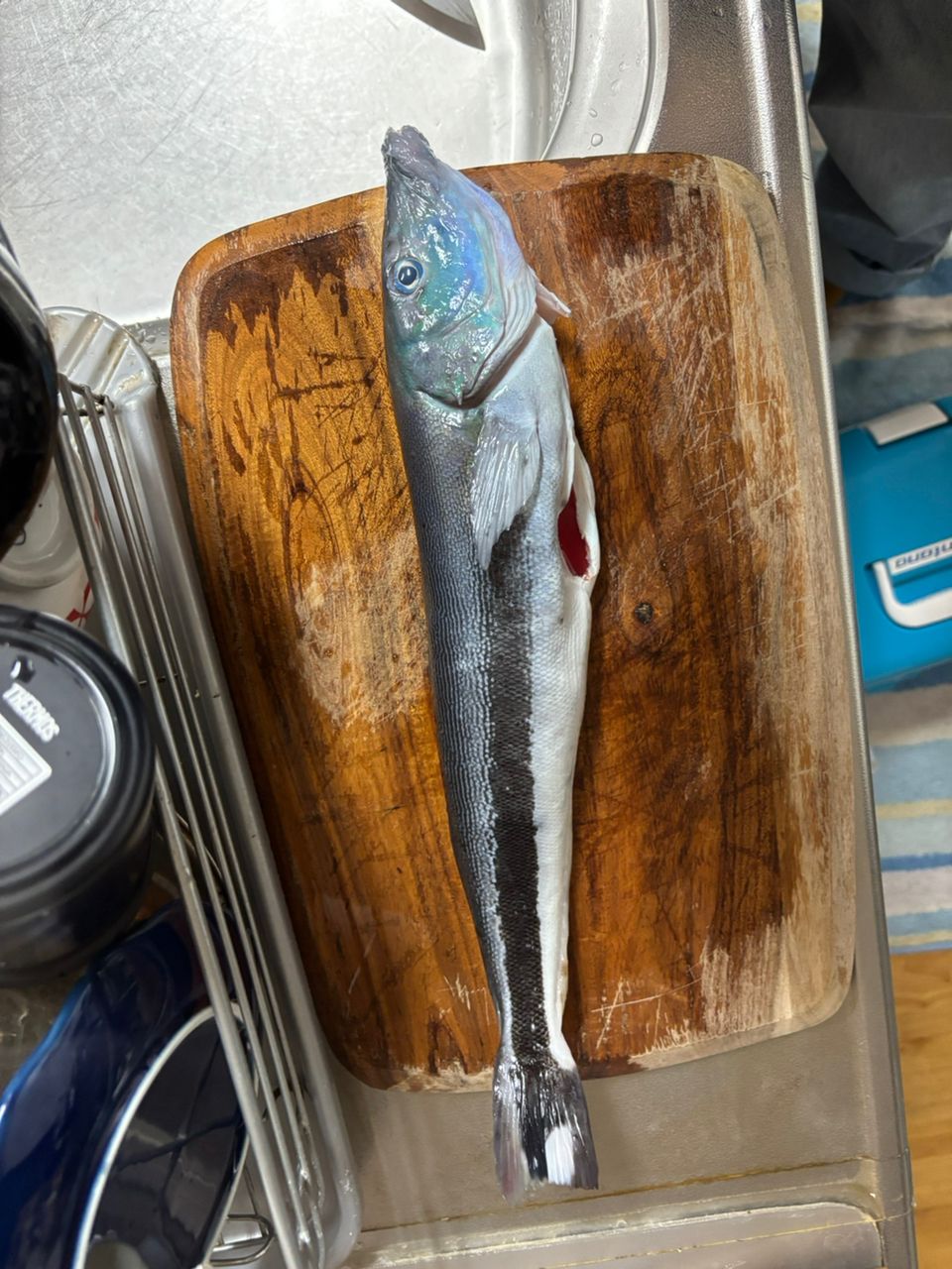 キツネアマダイ