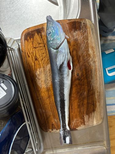 キツネアマダイの釣果