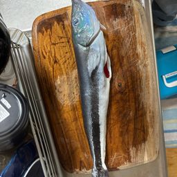 キツネアマダイ