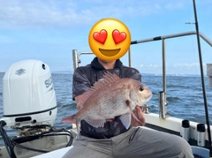 マダイの釣果