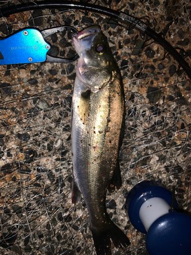 セイゴ（マルスズキ）の釣果