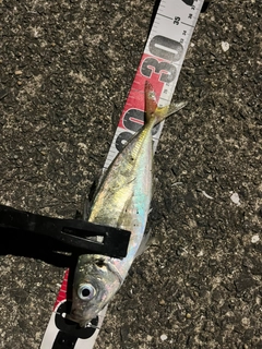 マアジの釣果