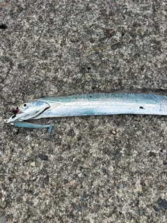 タチウオの釣果