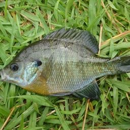 ブルーギル