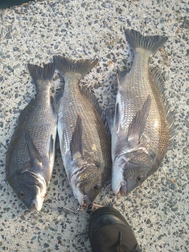 クロダイの釣果