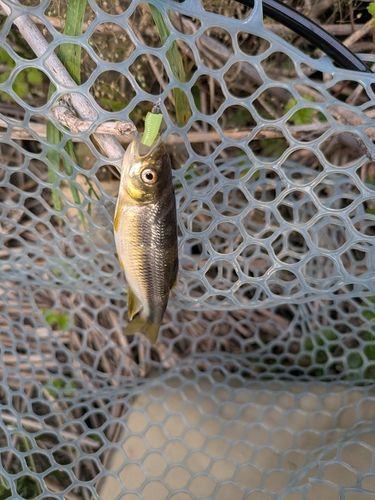 カワムツの釣果