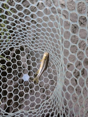 カワムツの釣果