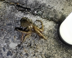 タコの釣果
