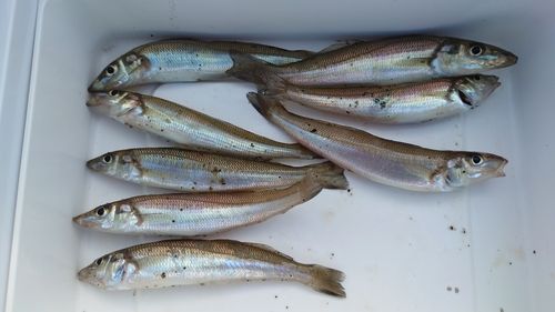 シロギスの釣果
