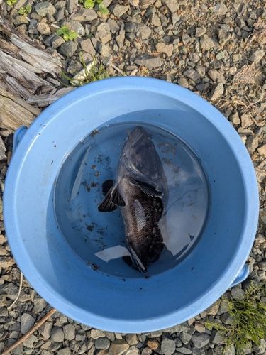 クロソイの釣果