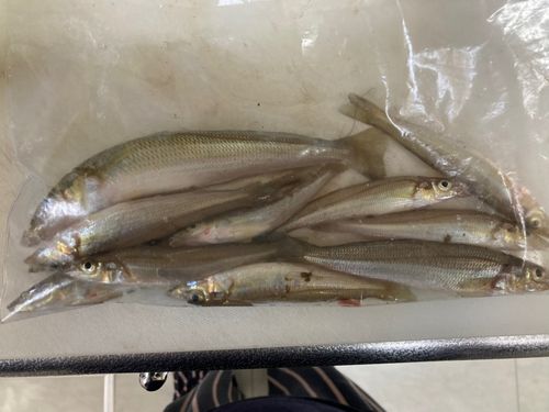 キスの釣果