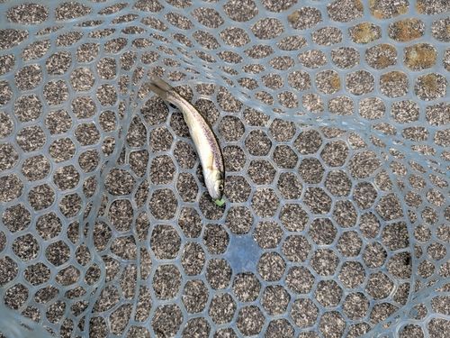 アブラハヤの釣果