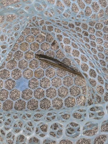 アブラハヤの釣果